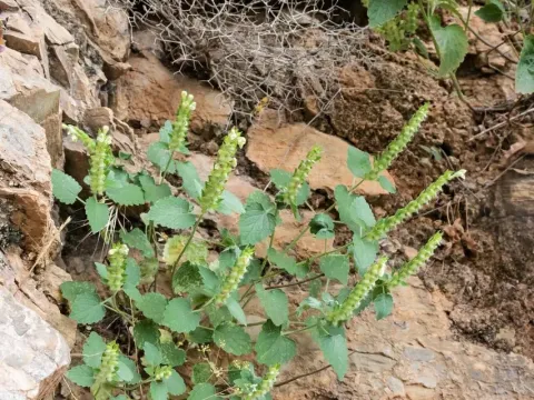 Scutellaria sieberi