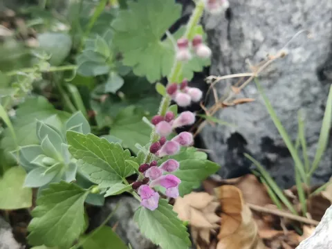 Scutellaria rubicunda