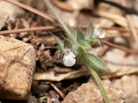Sideritis curvidens