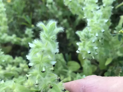 Sideritis lanata