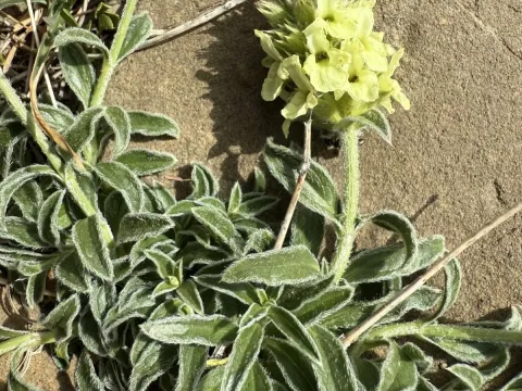Sideritis hyssopifolia