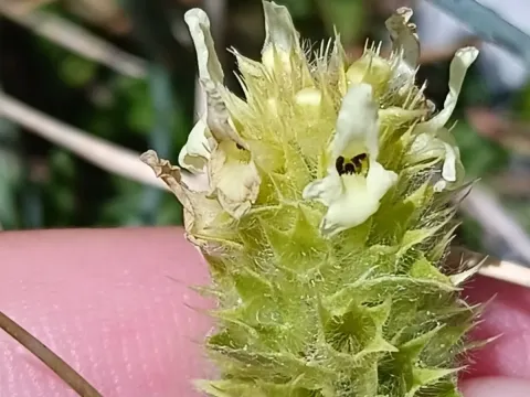 Sideritis peyrei