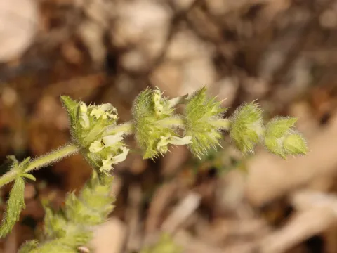 Sideritis endressii