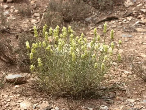Sideritis pungens