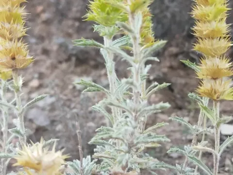 Sideritis spinulosa