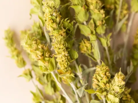 Sideritis clandestina