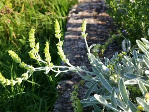Sideritis linearifolia