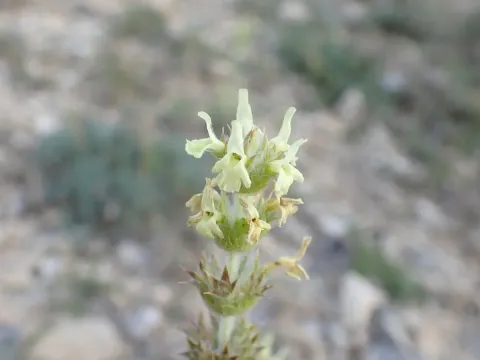 Sideritis fruticulosa
