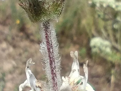 Sideritis hirsuta