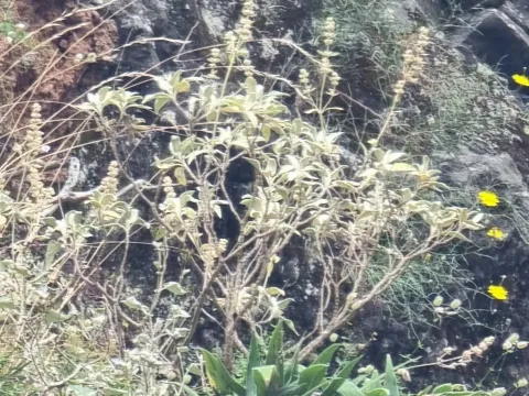 Sideritis candicans