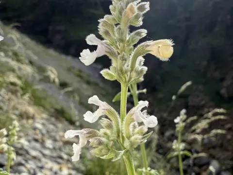 Nepeta nepetella