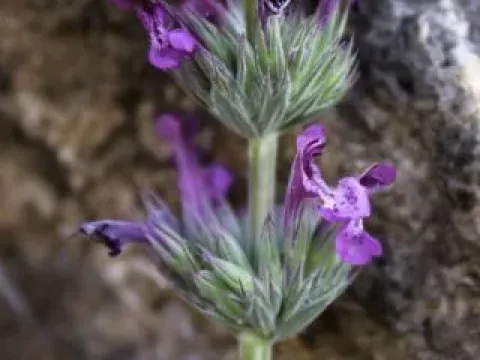 Nepeta apuleii