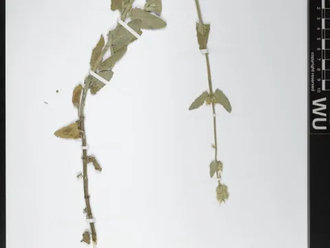 Argolic catmint