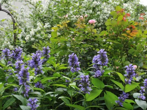 Blue catmint