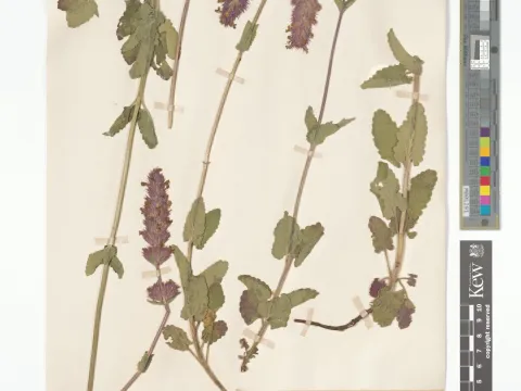 Nepeta multibracteata