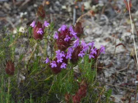 Lotus-headed thyme