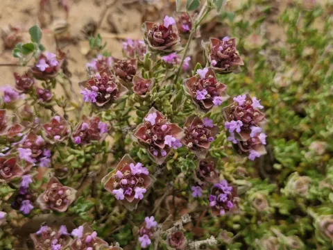 Camphor thyme