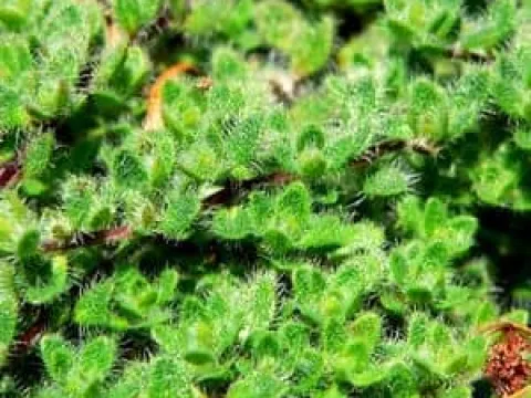 Thymus sibthorpii