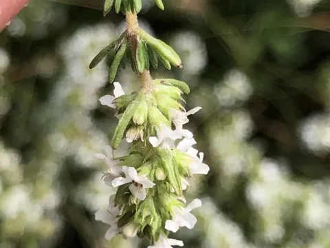 Thymus zygis