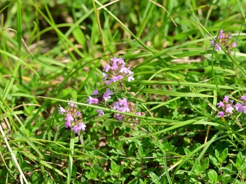 Thyme