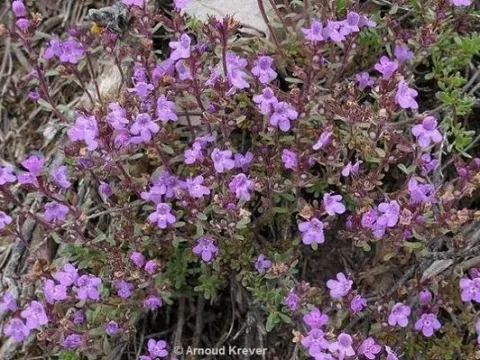 Thymus mastigophorus