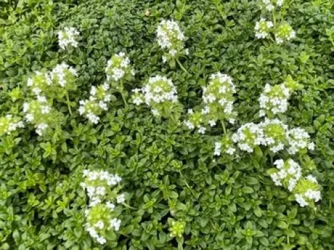 Shining thyme
