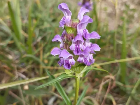 Hyssop-leaved selfheal