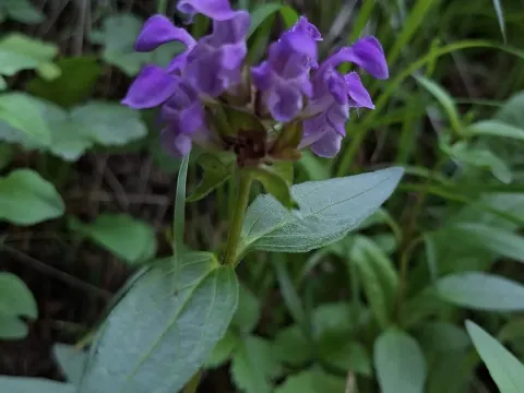 Spearleaf self-heal