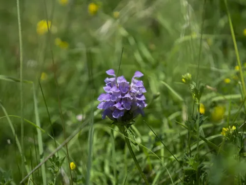 Intermediate self-heal