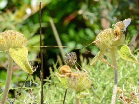 Phlomis cretica
