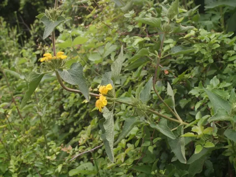 Sticky Jerusalem sage