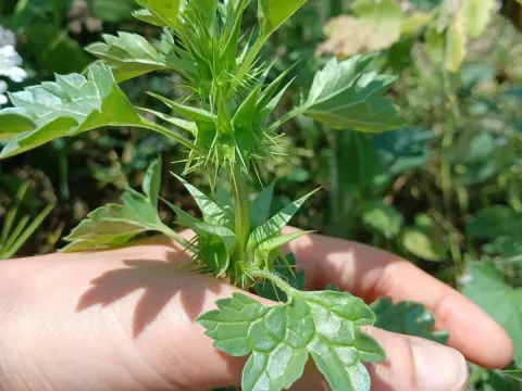 Moluccella spinosa