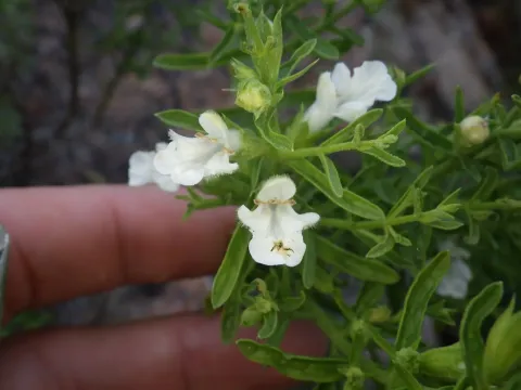 Stachys glutinosa