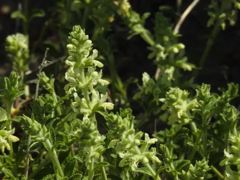 Sea woundwort