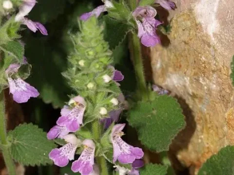 Stachys circinata