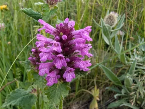 Betonica hirsuta