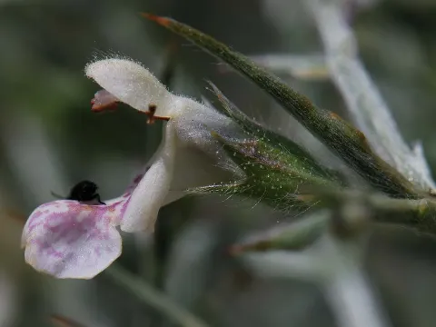 Stachys spinosa