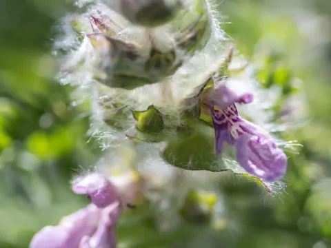 Stachys heraclea