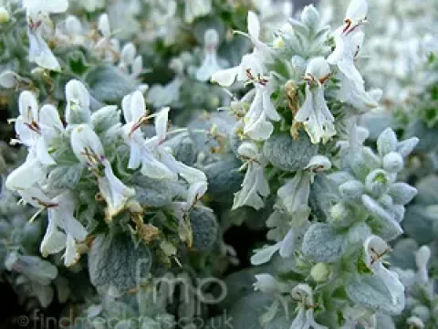 Stachys candida