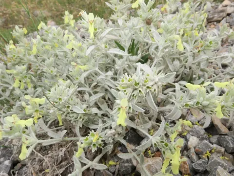 Stachys iva