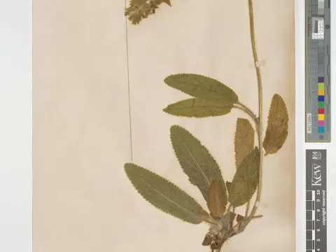 Stachys obliqua