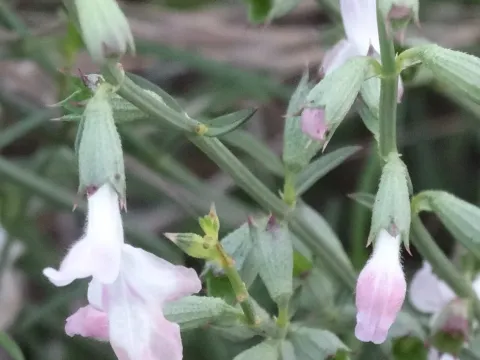 Stachys angustifolia