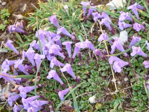 Stachys leucoglossa