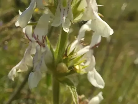 Stachys atherocalyx
