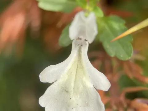 Corsican stachys