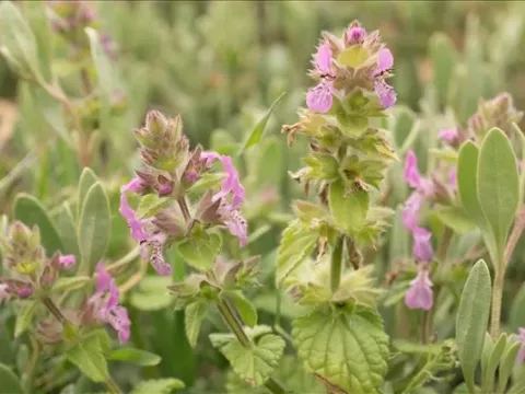 Stachys marrubiifolia
