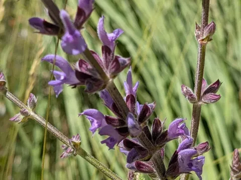 Salvia virgata