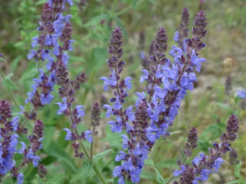 Salvia amplexicaulis