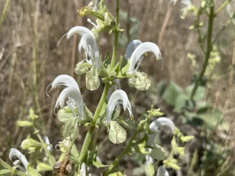 Salvia candidissima