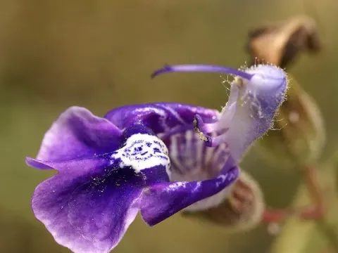 Candelabra sage